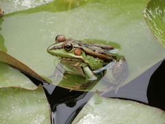 Pelophylax fukienensis