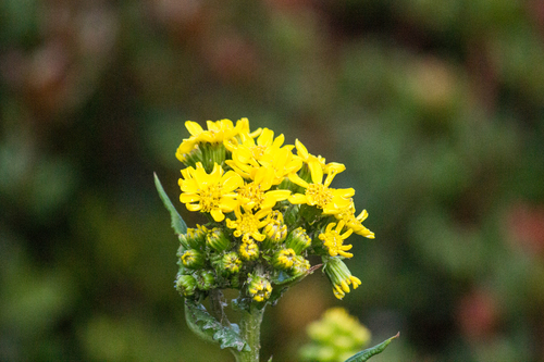 Senecio sumatranus observed 2019-02-22