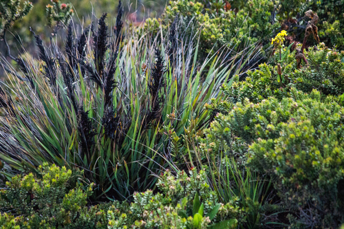 Gahnia javanica observed 2019-02-22