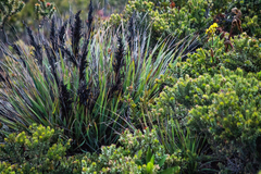 Gahnia javanica