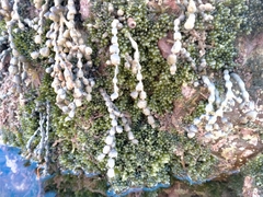 Caulerpa geminata