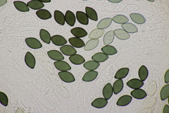 Podospora tetraspora