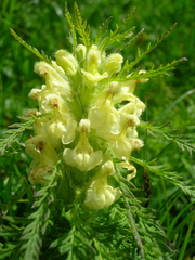 Pedicularis foliosa