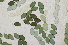 Podospora tetraspora