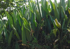 Heliconia marginata
