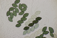 Podospora tetraspora
