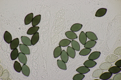 Podospora tetraspora