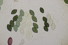 Podospora tetraspora