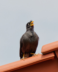 Acridotheres javanicus