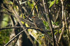 Turdus poliocephalus