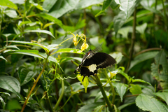 Papilio diophantus