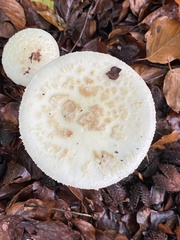 Amanita citrina