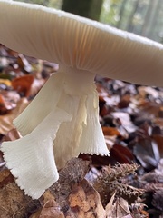 Amanita citrina