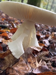 Amanita citrina