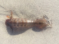 Pterygosquilla capensis