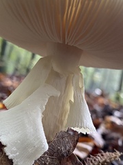 Amanita citrina