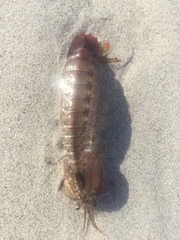 Pterygosquilla capensis