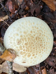 Amanita citrina