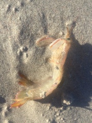 Pterygosquilla capensis