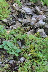 Micranthes nelsoniana aestivalis