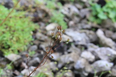 Micranthes nelsoniana aestivalis