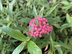 Arachnothryx leucophylla