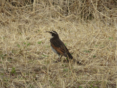Turdus eunomus