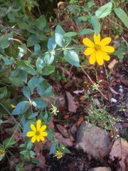 Coreopsis major