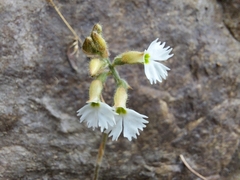 Cheirostylis yunnanensis