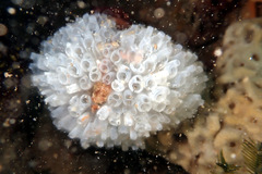 Orange-Throated Ascidian photo 3