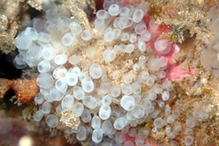 Pycnoclavella tabella