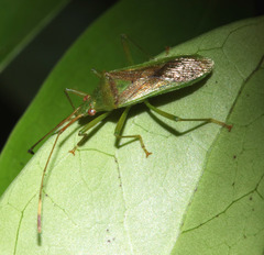 Amblypelta nitida