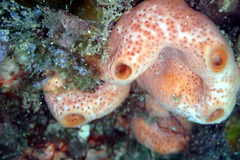 Polysyncraton