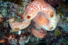 Polysyncraton