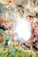 Polycitoridae