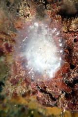 Polycitoridae