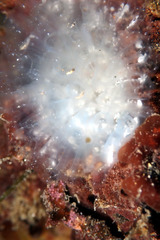Polycitoridae