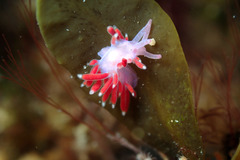 Coryphellina poenicia