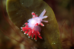 Coryphellina poenicia