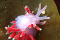 Coryphellina poenicia