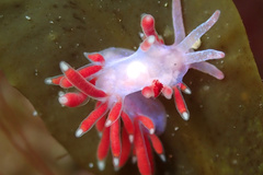 Coryphellina poenicia