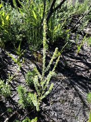 Dillwynia brunioides