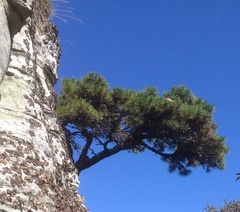 Pinus pungens