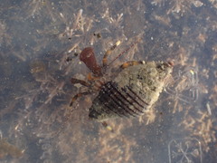 Pagurixus hectori