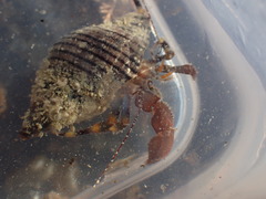 Pagurixus hectori