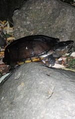 Kinosternon integrum