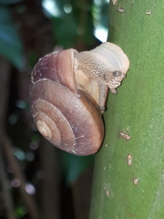 Quantula striata