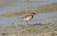 Elseyornis melanops