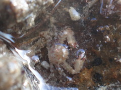 Petrocheles spinosus