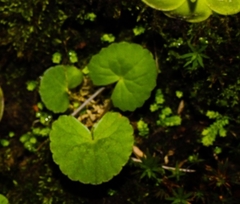 Micropleura renifolia